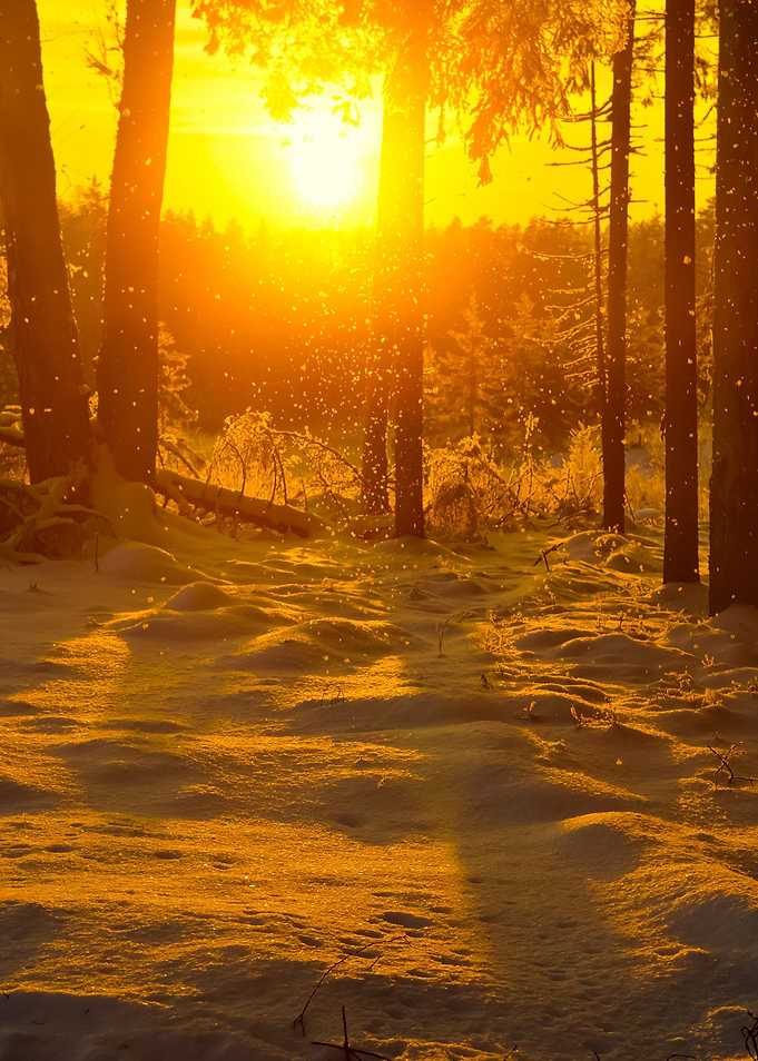 Falling Snow In Winter For