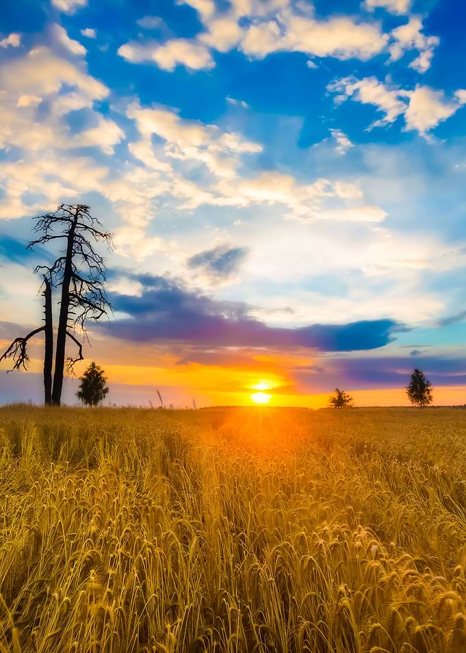 Sunset Over Cereal Field I