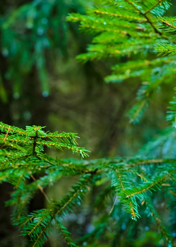Pine Tree CloseUp