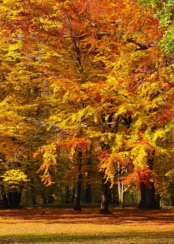Autumn