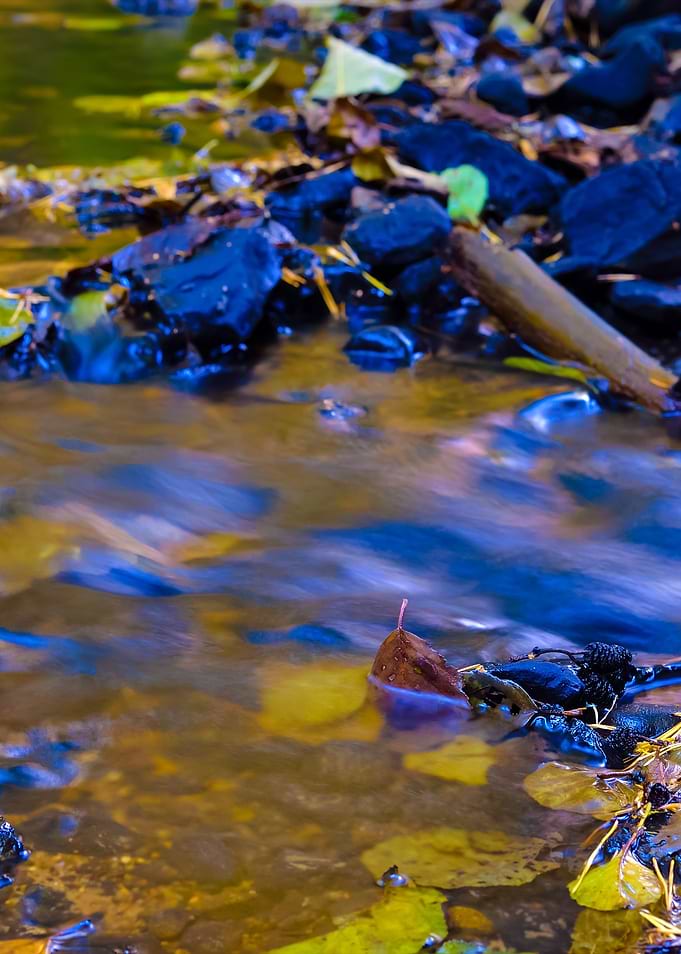Forest River Scene