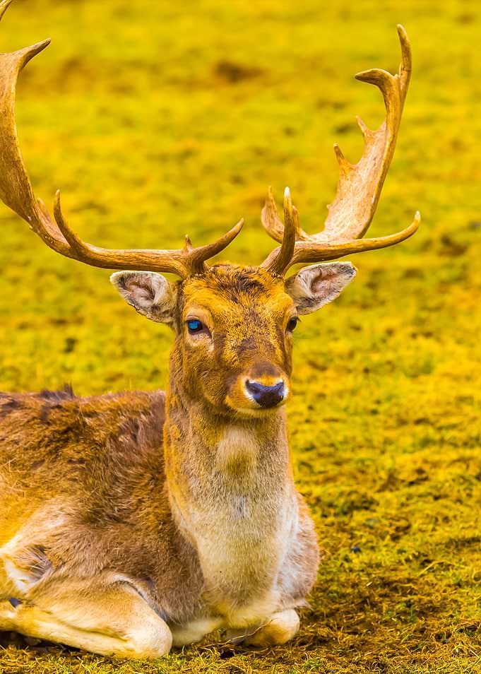 FallowDeer In Outdoor