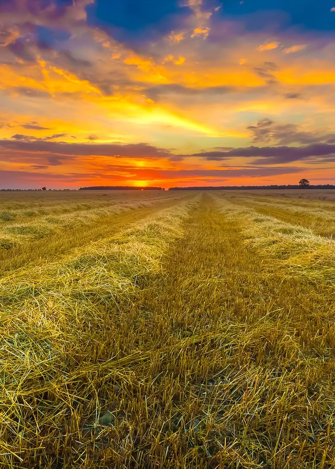 Stubble Field Landscape
