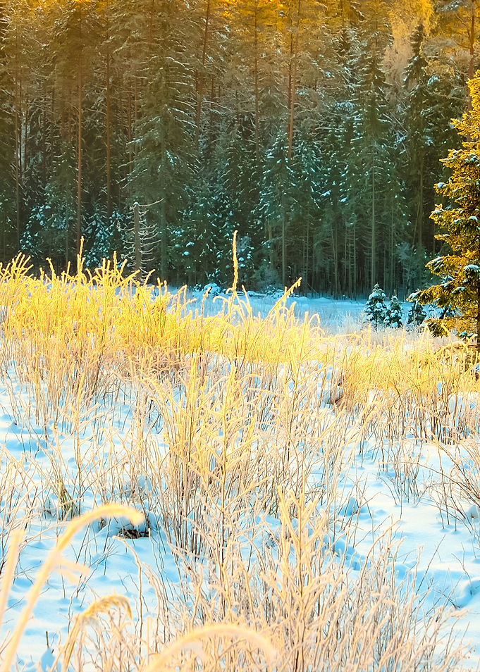 Winter Forest At The Sunse