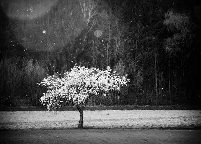 Bloomy Dream