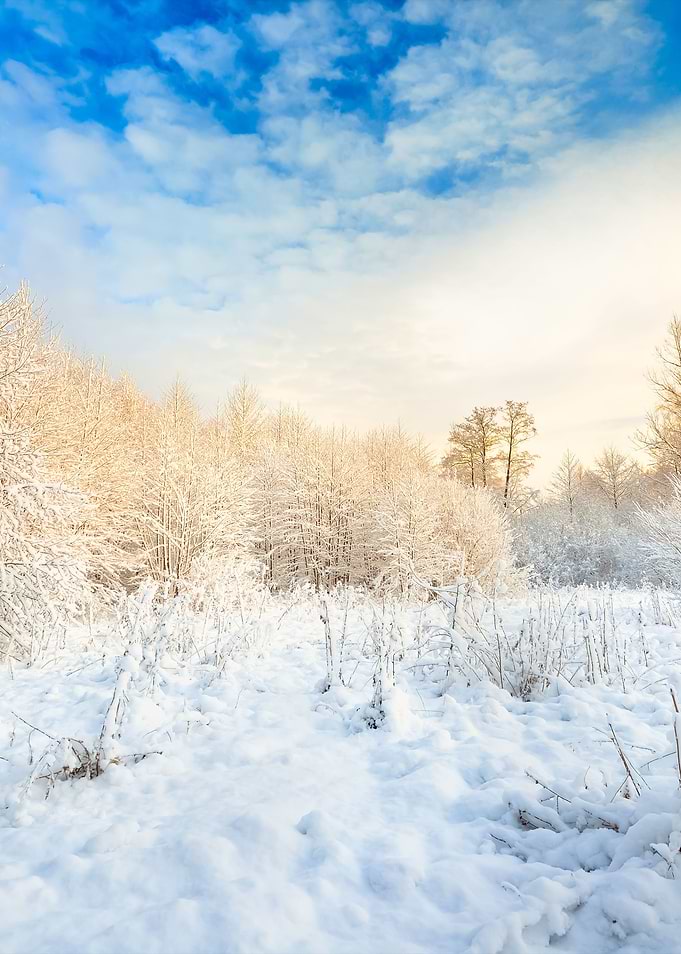 Winter Wonderland In Snow