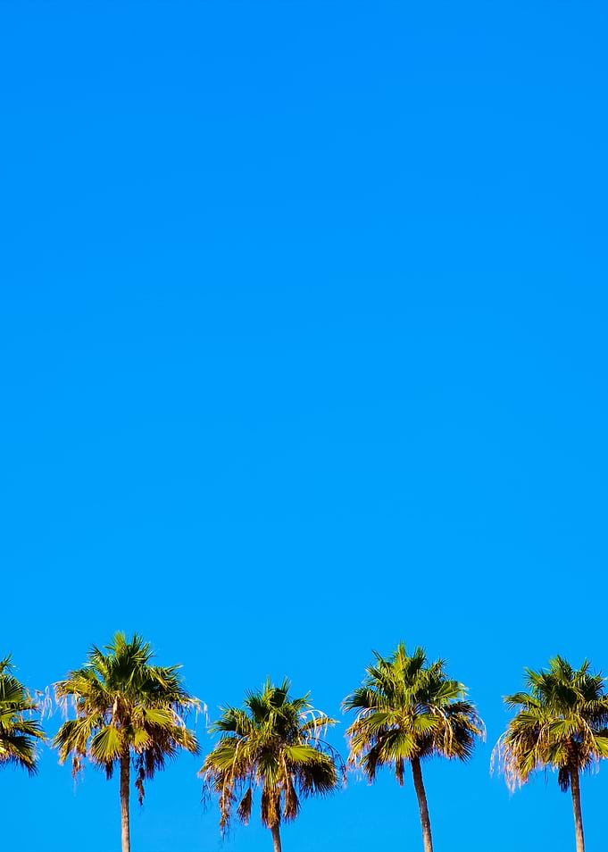 Tropical Palm Trees Row