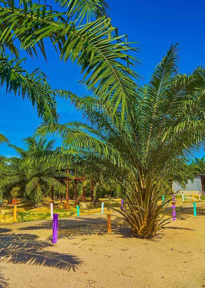 Palm Oil Plantation With B