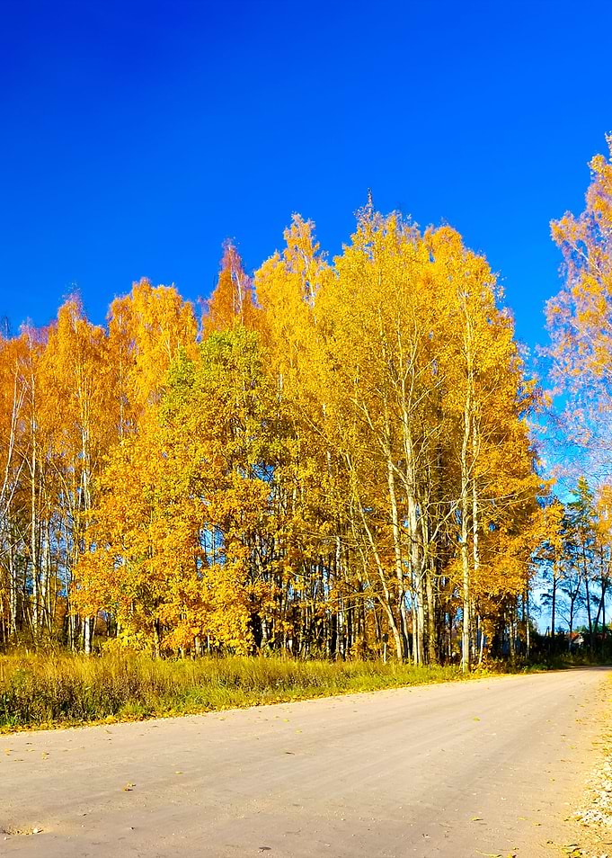 Country Road In Fall Seaso