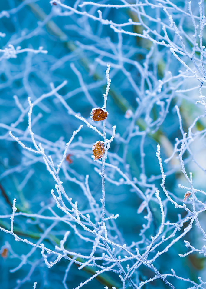 Frosted Tree Branches