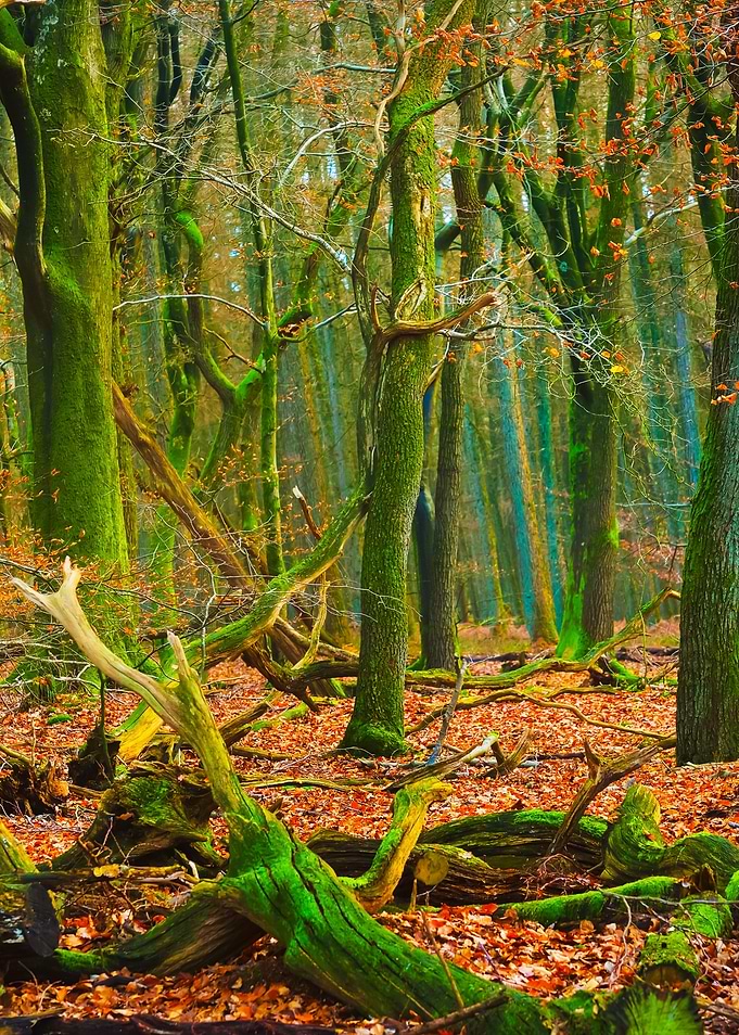 Autumn Forest In The Nethe