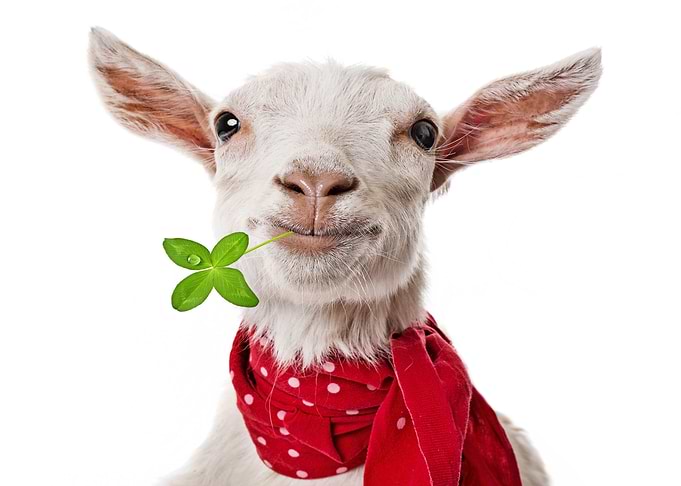 Sheep