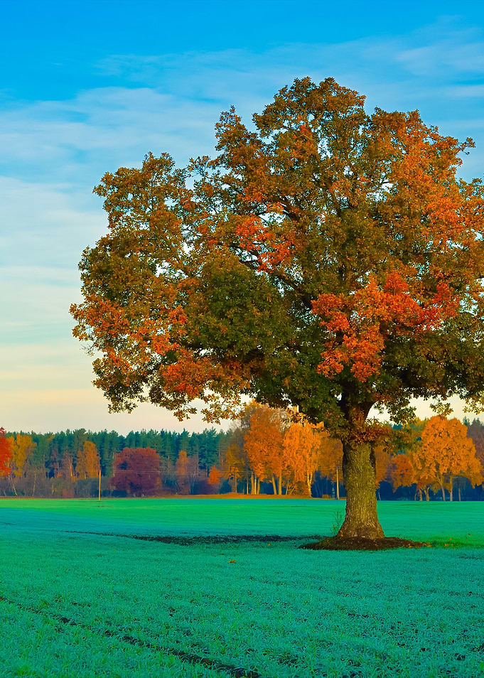 Colorful Lonely Tree In Th