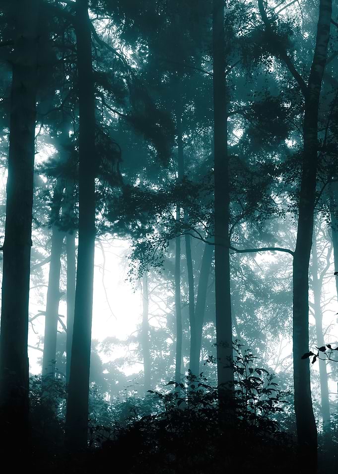 A Mystical Forest With Fog