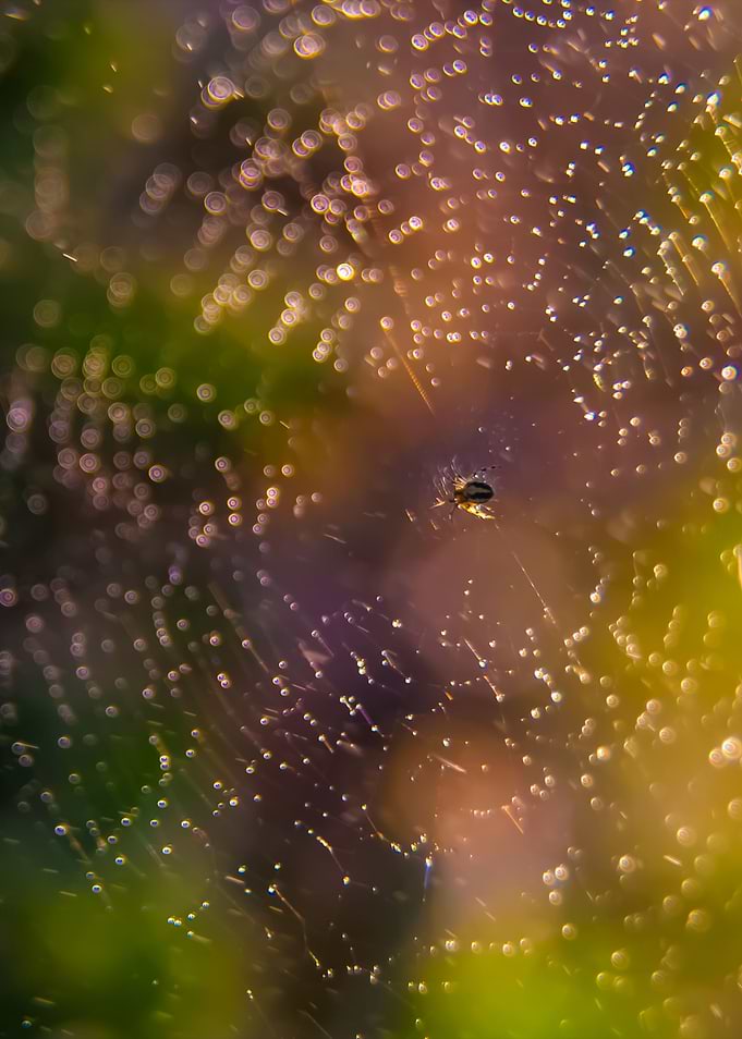 Spider In Nature
