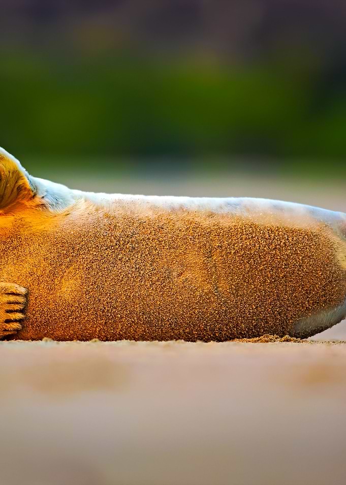 Seal On The White Beach An