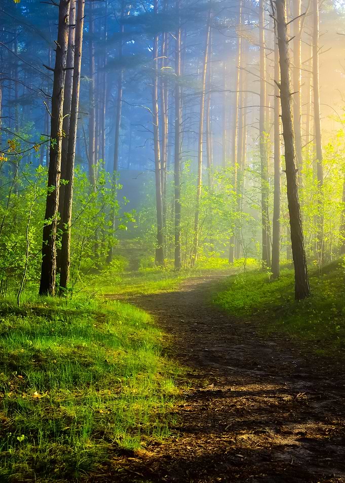 Fog In The Forest