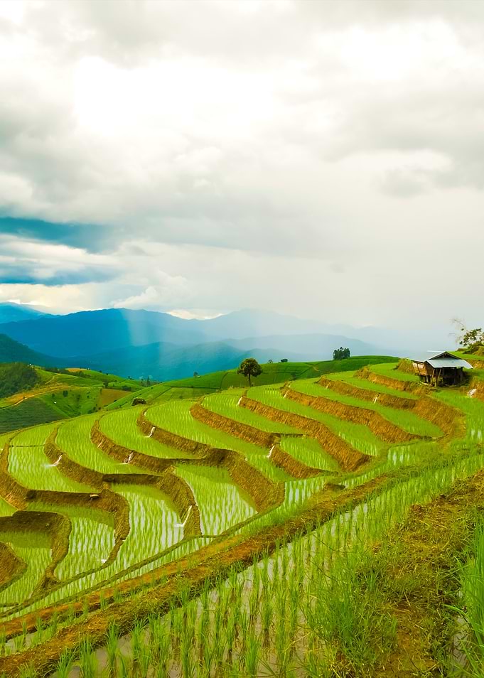 Chiang Mai Rice Field Land