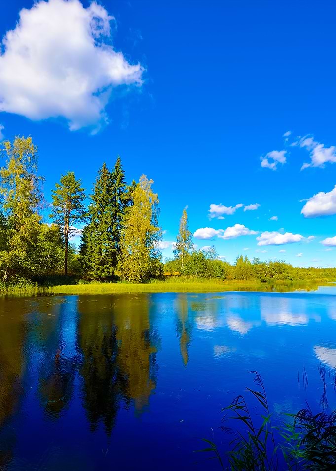 River And Forest Scene In