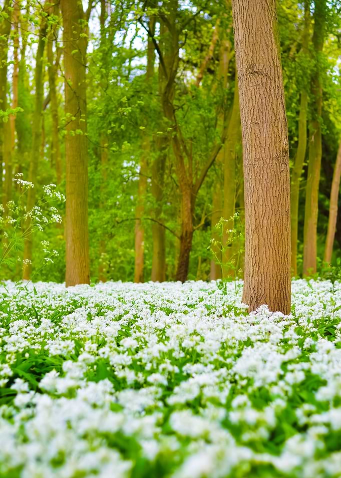 Forest And The Blooming Wi
