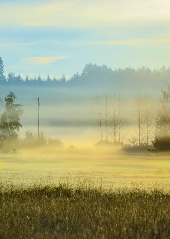 Rural Field Covered With M