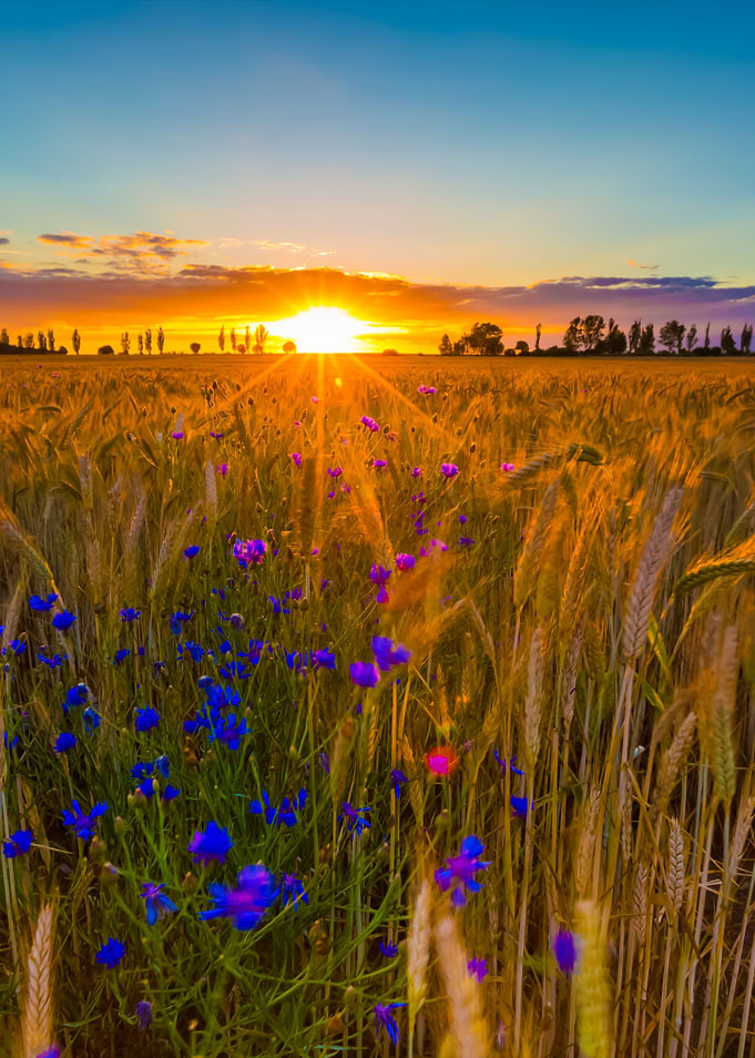 Landscape Of Corn Field At