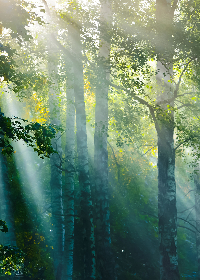 Sun Rays In A Fog In The F