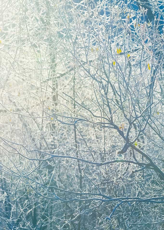 Frozen Winter Trees With T