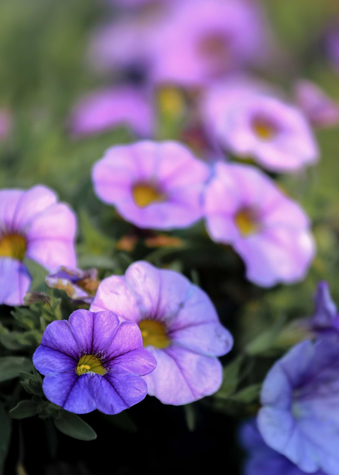 Calibrachoa Heart Purple