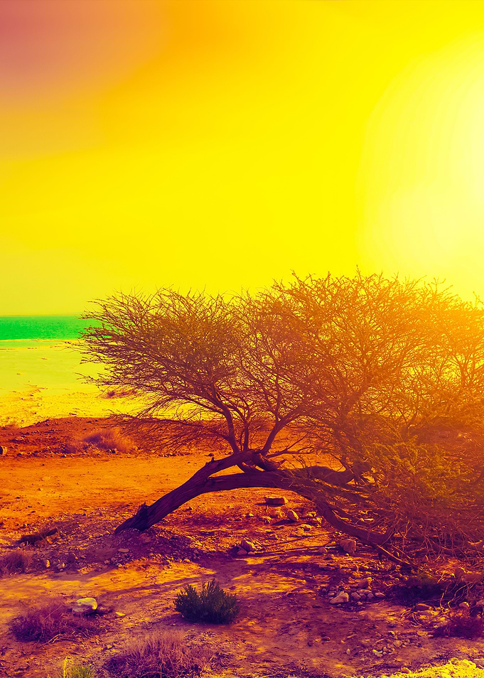 Desert Dead Sea Shore At S