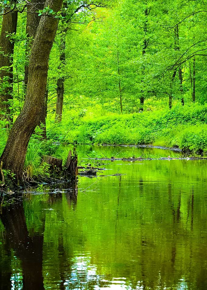 Forest River Scene