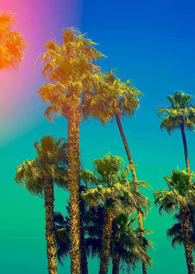 Palm Trees Against Blue Sk