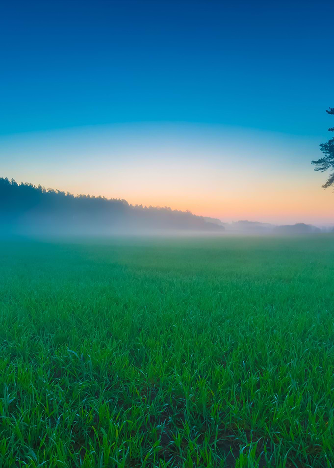 Young Green Cereal Field
