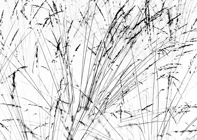 Feather Grass In Winter