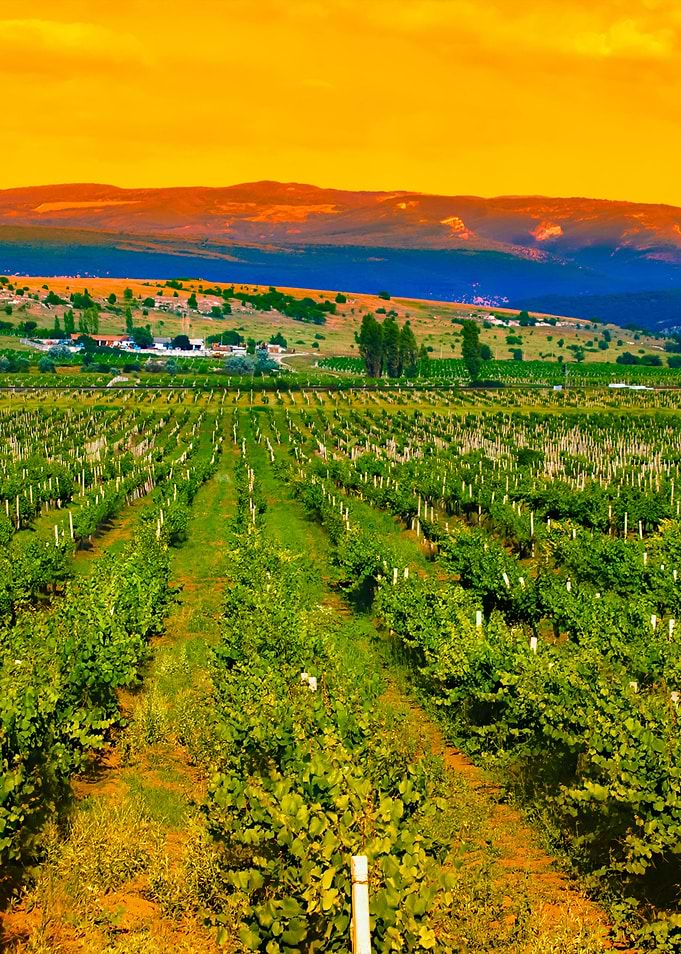 A Valley Of Vineyards
