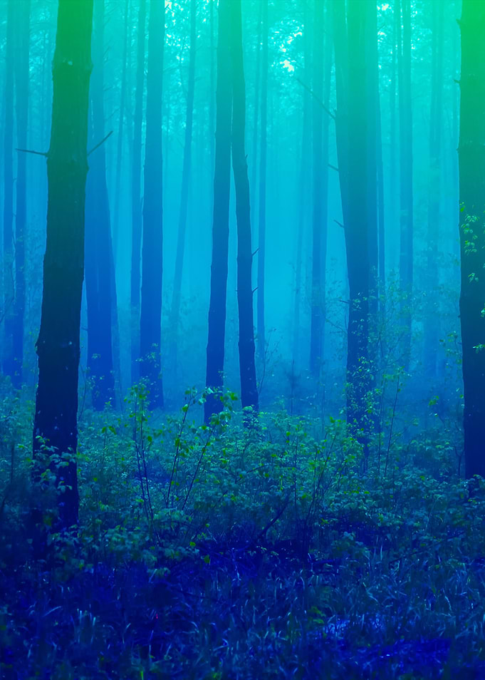 Beautiful Foggy Forest Wit