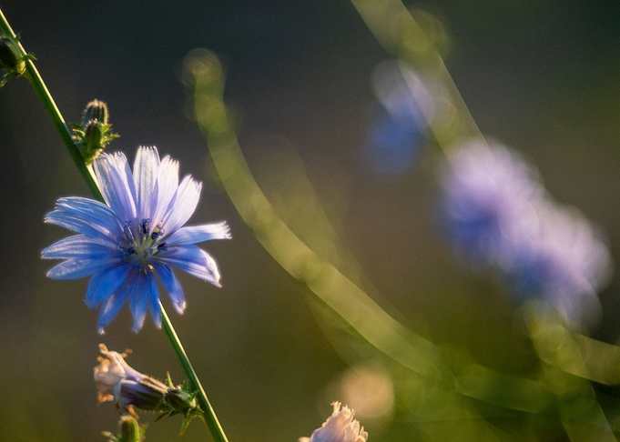 The Purple Summer