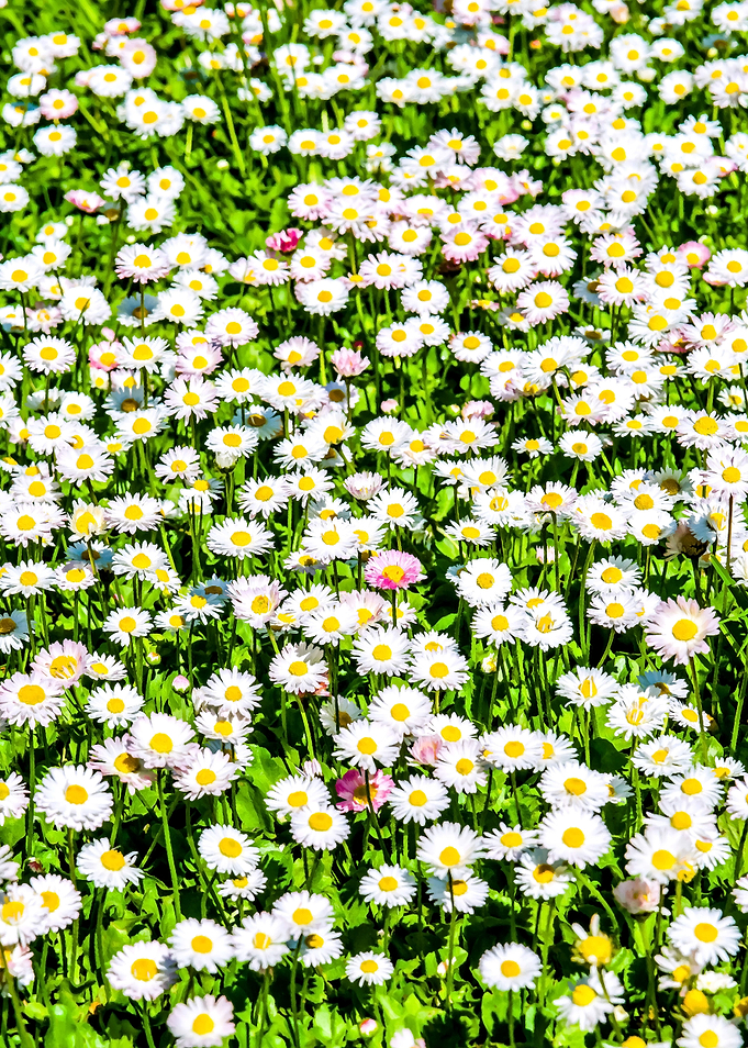 Field Of Daisies