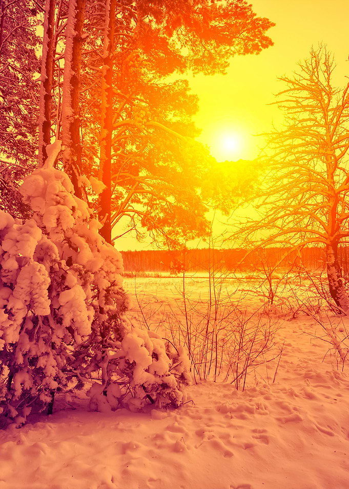 Winter Forest At Sunset
