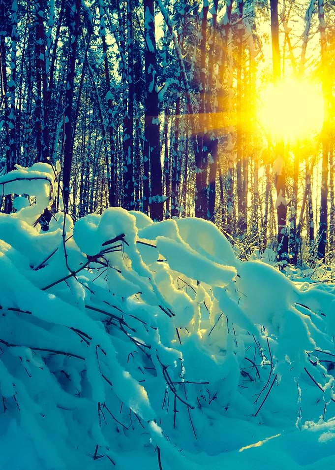 Sunrise In The Winter Fore