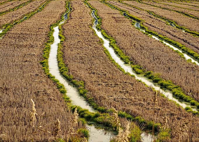 Rice fields