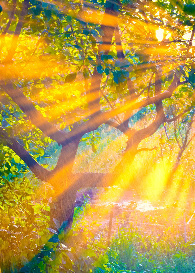 Sun Rays In The Garden
