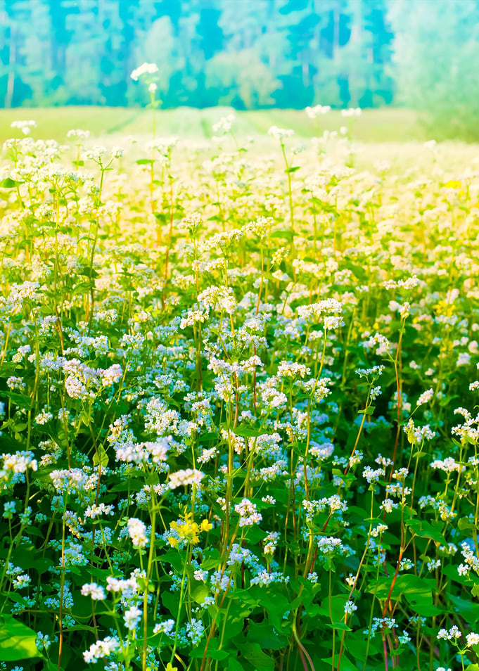 Blossoming Buckwheat Field