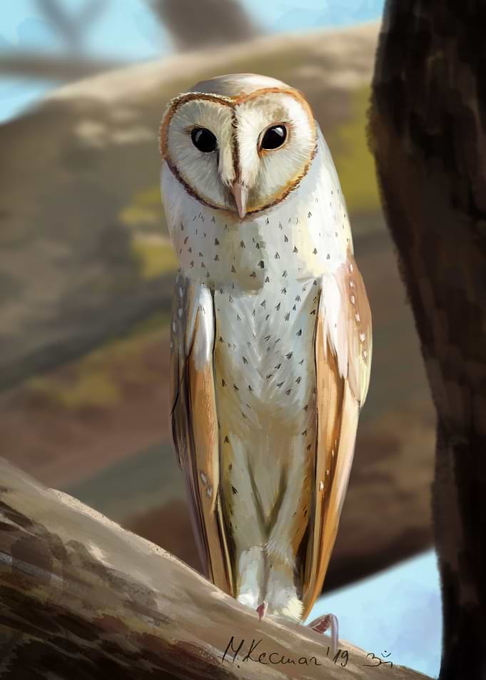 Tyto Awl