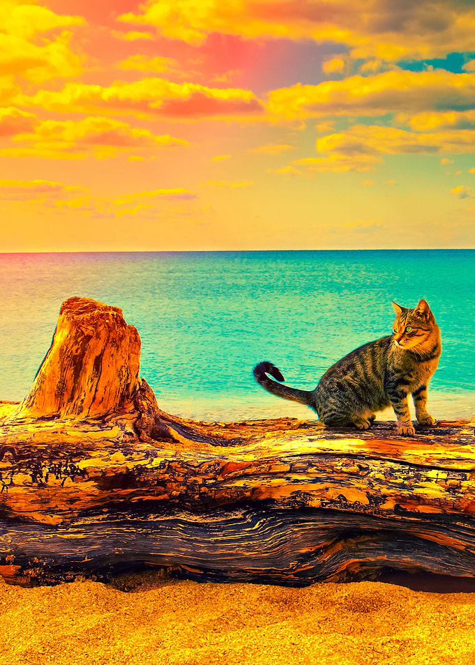 Cat On A Snag At The Beach