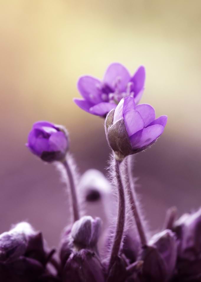 Preety purple flowers