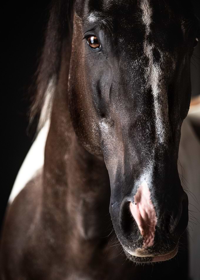 Pinto Malvin Closeup