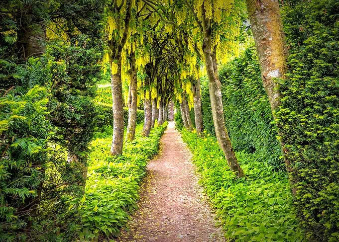 bosque en la ciudad