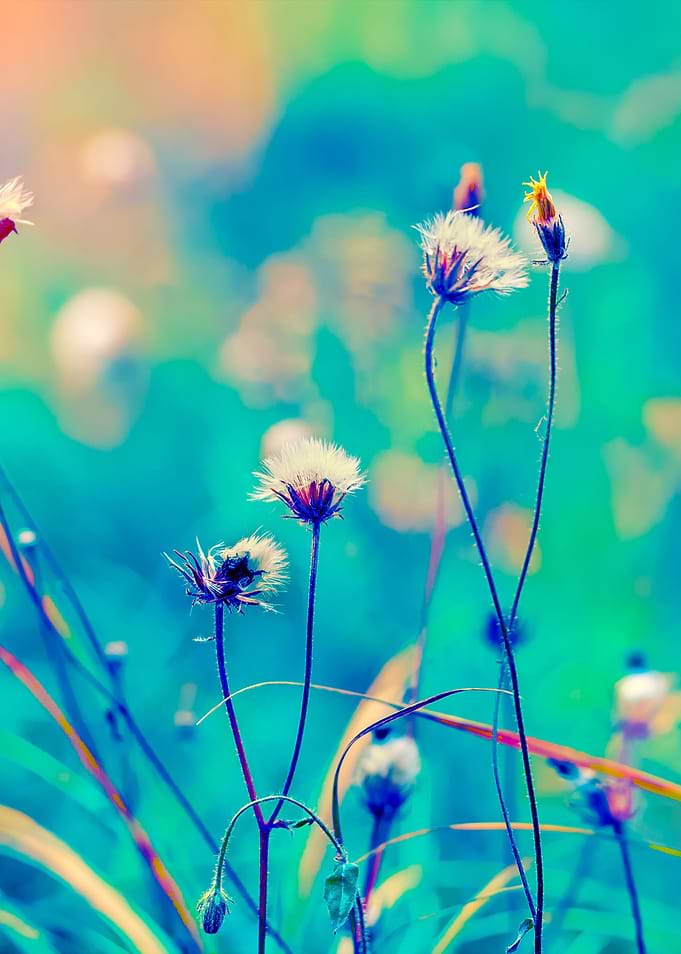 Blue Vintage Herbal Field
