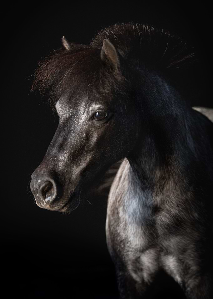 Minishetty McBerti